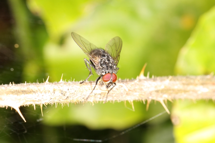 Macro chalet aout 2011 - 022